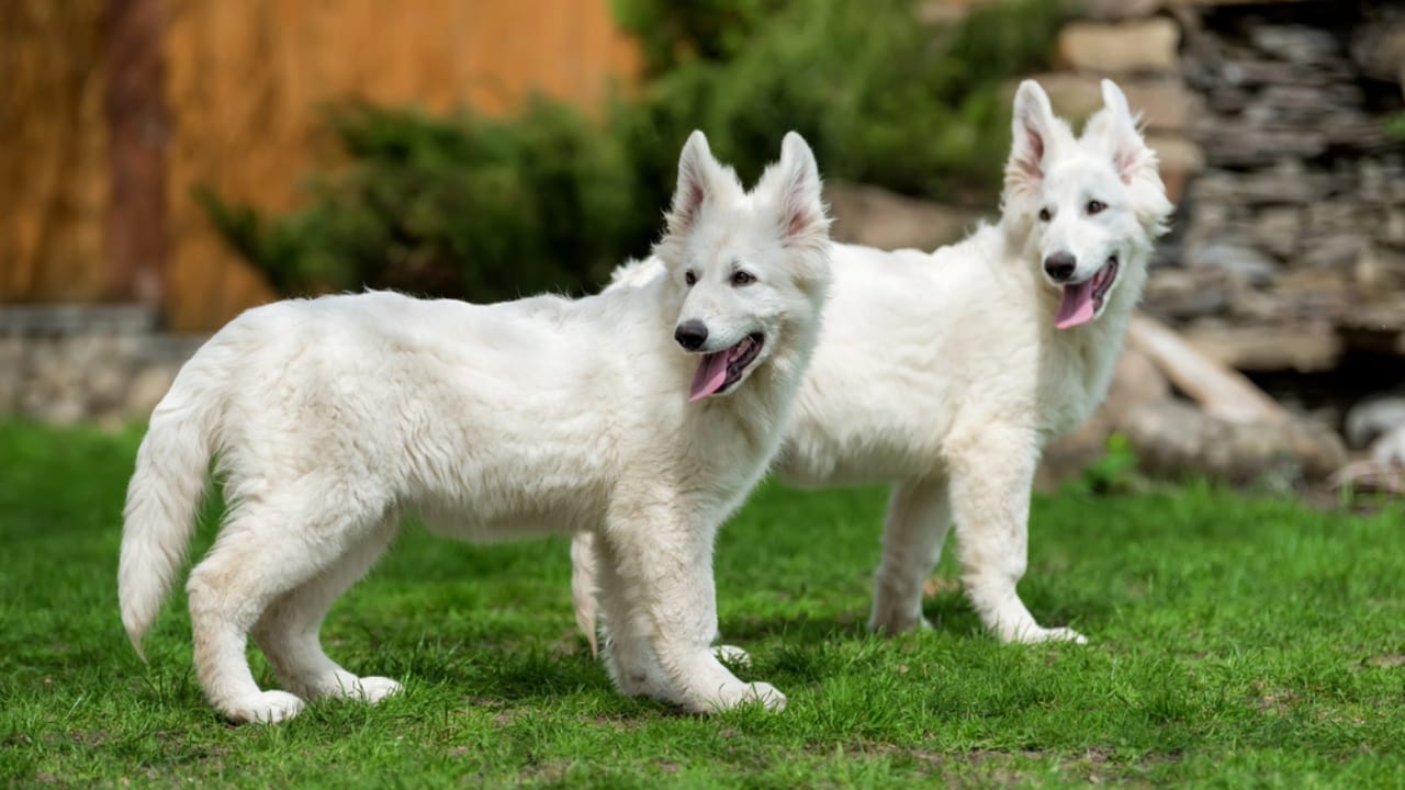 The White German Shepherd Controversy: Separating Fact from Fiction 4 The White German Shepherd Controversy: Separating Fact from Fiction - White German Shepherd dp193104812