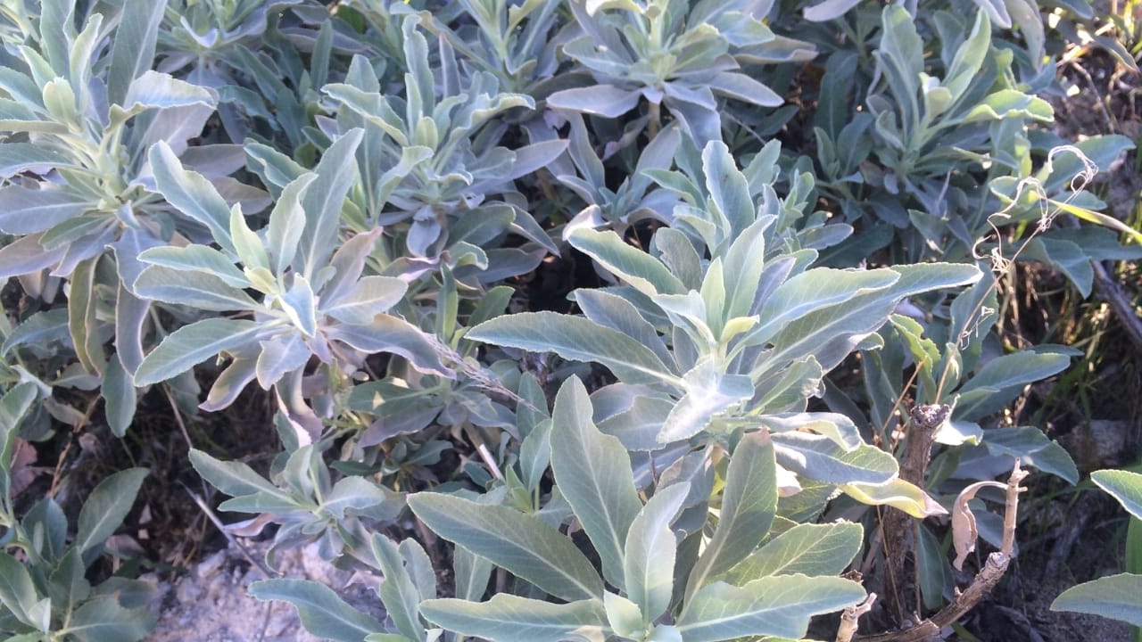 Healing in Your Backyard: 15 Medicinal Plants to Grow - White Sage wc