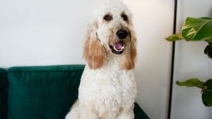 10 Goldendoodle Health Issues That Could Make You Rethink Your Decision 1 10 Goldendoodle Health Issues That Could Make You Rethink Your Decision - White dog goldendoodle ss2493338209