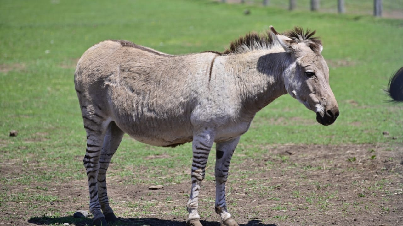 The Zorse: A Fascinating Cross Between Zebras & Horses Making Headlines 3 The Zorse: A Fascinating Cross Between Zebras & Horses Making Headlines - White zebroid ss1989397754