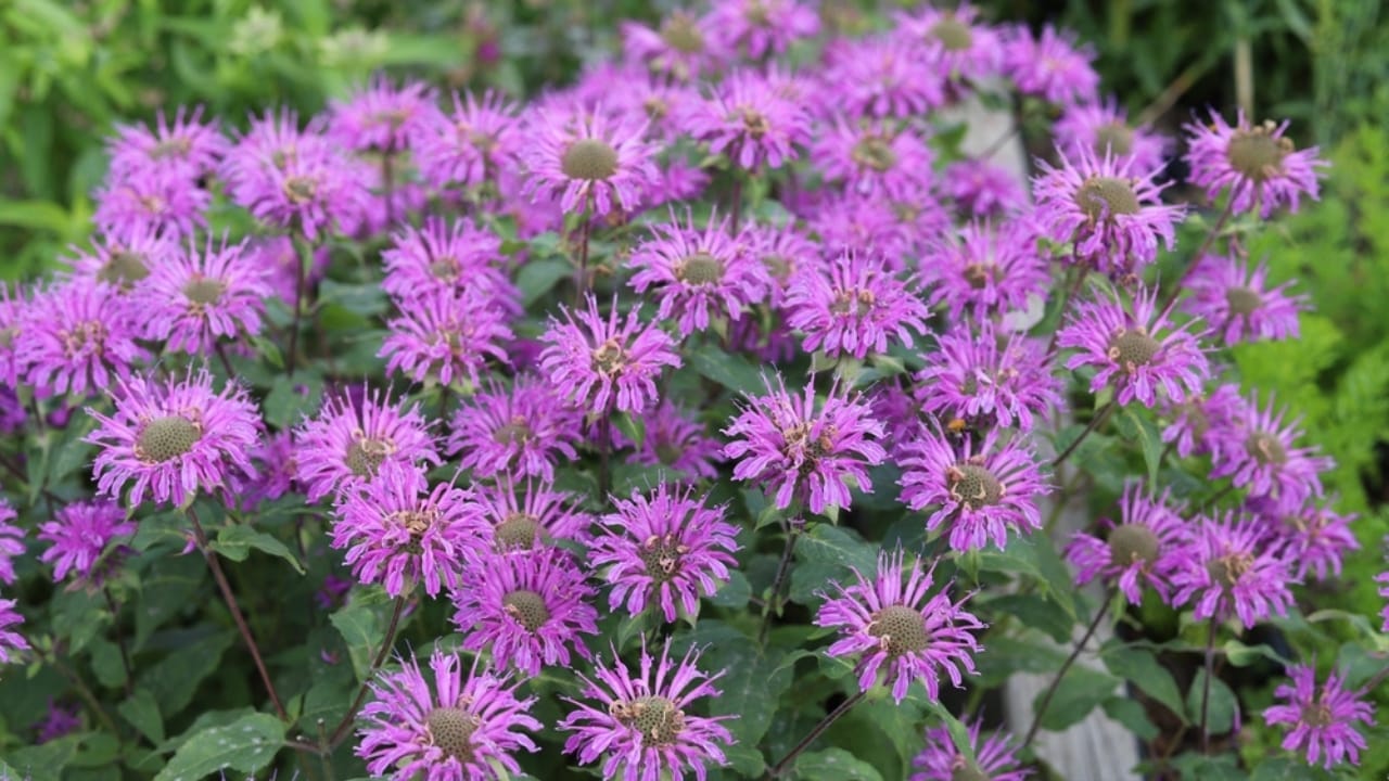 15 Plants That Keep Weeds Out & Pollinators In 12 15 Plants That Keep Weeds Out & Pollinators In - Wild Bergamot ss2436070007