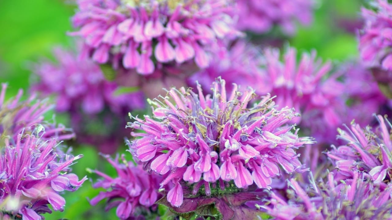 The Purple-Pink Wildflower That Hummingbirds & Pollinators Crave 5 The Purple-Pink Wildflower That Hummingbirds & Pollinators Crave - Wild Bergamot ss2500776769