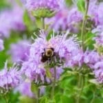 "Chicken-scaping" with Native Wildflowers 3 "Chicken-scaping" with Native Wildflowers - Wild Bergamot with Bee ss1845343783