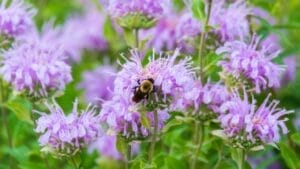 15 Plants That Keep Weeds Out & Pollinators In 1 15 Plants That Keep Weeds Out & Pollinators In - Wild Bergamot with Bee ss1845343783