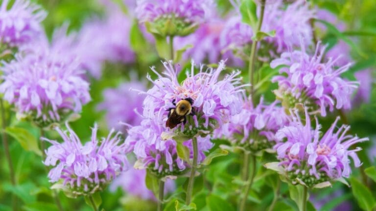 15 Plants That Keep Weeds Out & Pollinators In - Wild Bergamot with Bee ss1845343783