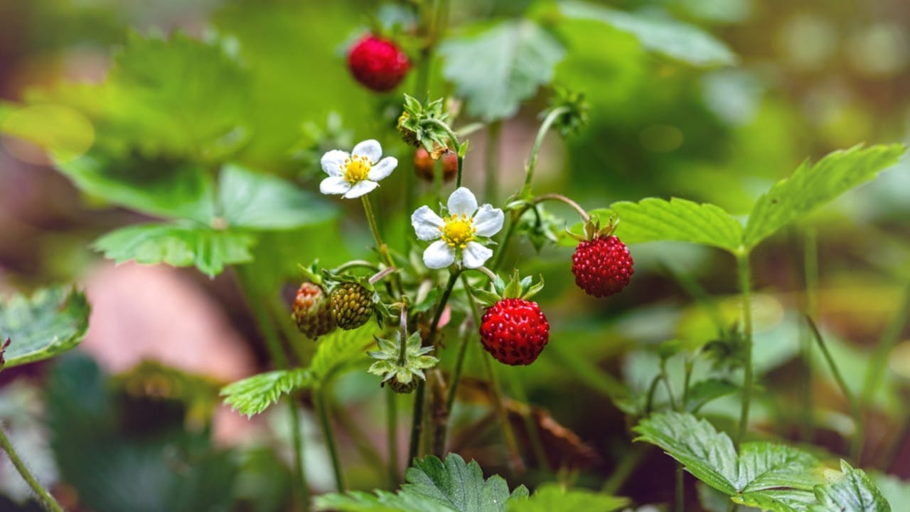 15 Bee-Friendly Ground Covers to Attract Pollinators & Hummingbirds 16 15 Bee-Friendly Ground Covers to Attract Pollinators & Hummingbirds - Wild Strawberry ss1777478015