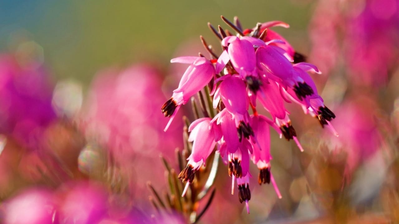15 Evergreen Shrubs That Redefine Year-Round Curb Appeal - Winter Heath ss2419584763