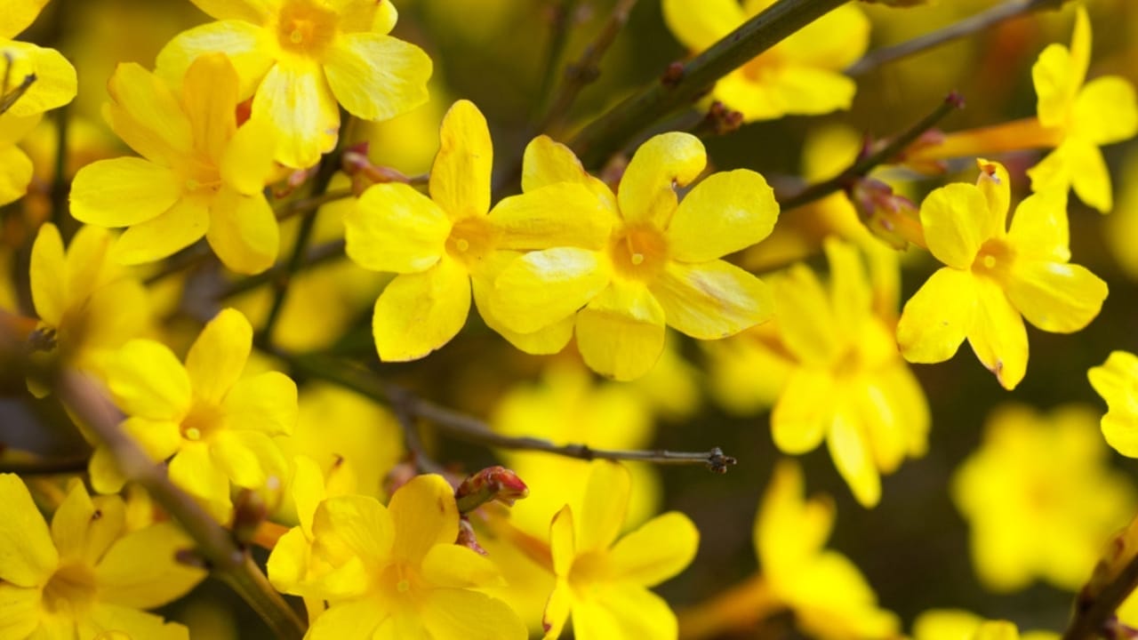 14 Shrubs That Make Winter Gardens Feel Alive Again 12 14 Shrubs That Make Winter Gardens Feel Alive Again - Winter Jasmine ss1616158042