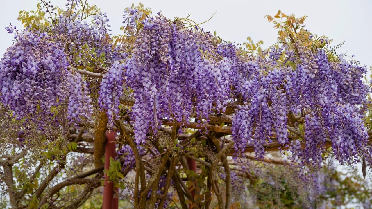 15 Flowering Vines That Beat the Weeds Every Time 5 15 Flowering Vines That Beat the Weeds Every Time - Wisteria villosa. Called Wisteria chinensis ss2416887285