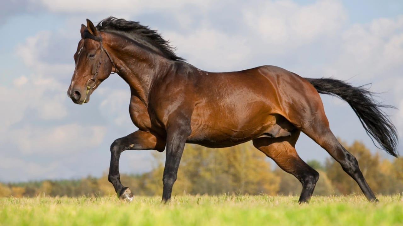 50+ Horse Terms & Slang Every Equestrian Should Know 13 50+ Horse Terms & Slang Every Equestrian Should Know - Withers horse dp1548922