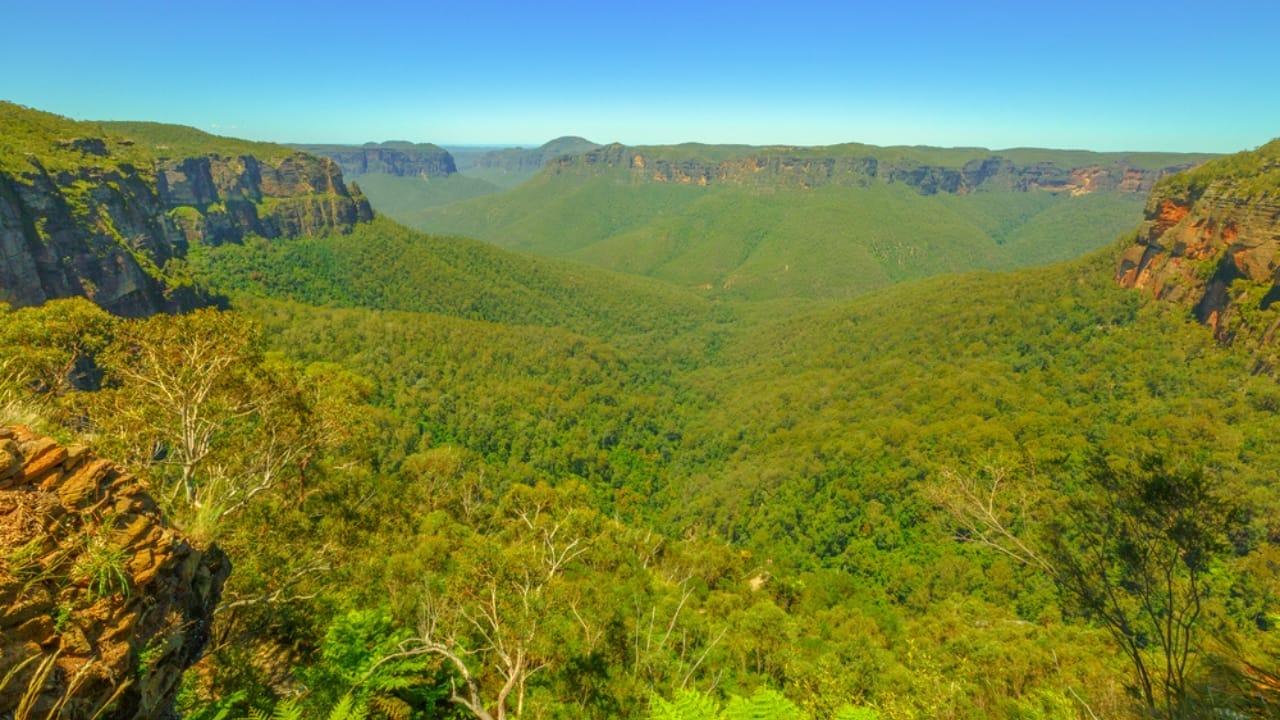 14 Ancient Forests That Were Here Long Before Homo sapiens 6 14 Ancient Forests That Were Here Long Before Homo sapiens - Wollemi National Park Australia dp330179302