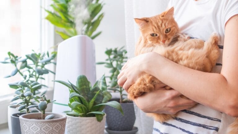 6 Ways Your Succulents Could Be Silently Threatening Your Cat’s Health 8 6 Ways Your Succulents Could Be Silently Threatening Your Cat’s Health - Woman holding cat ss2124986585