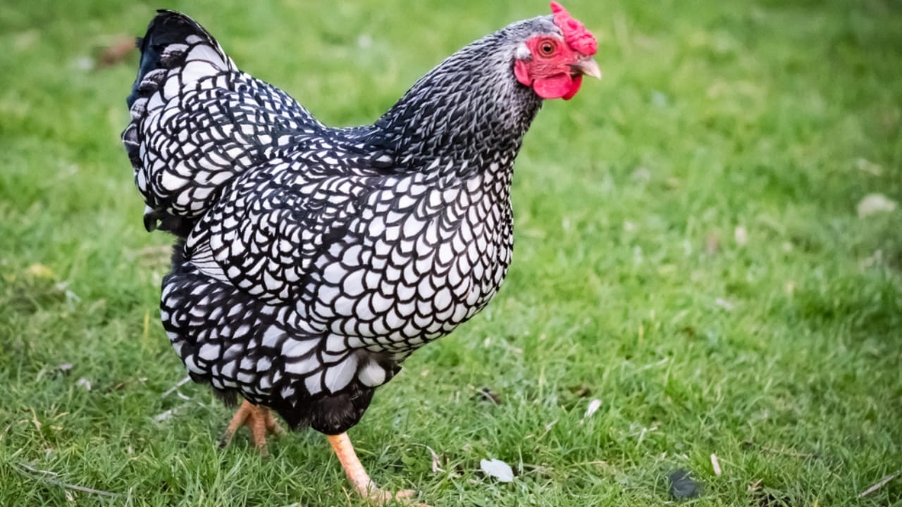 15 Beginner-Friendly Chicken Breeds That Will Keep Your Egg Basket Full 11 15 Beginner-Friendly Chicken Breeds That Will Keep Your Egg Basket Full - Wyandotte ss1026234568