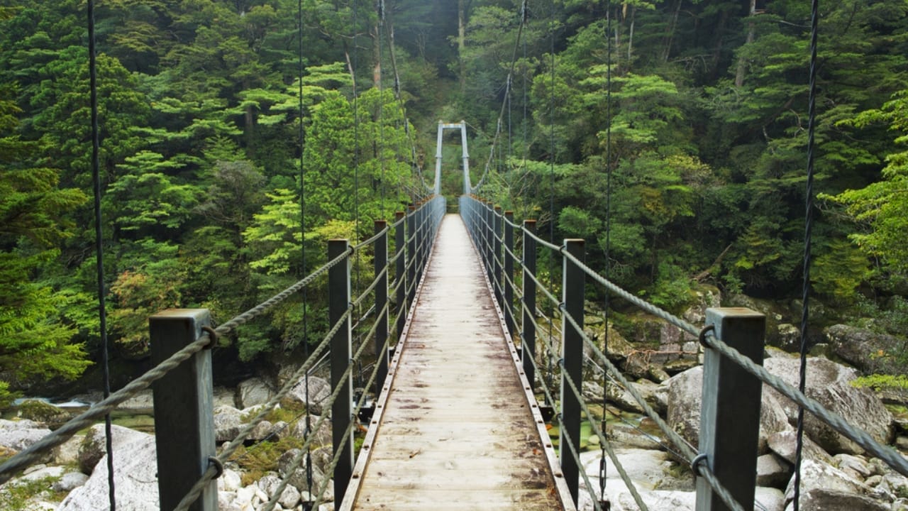 14 Ancient Forests That Were Here Long Before Homo sapiens 3 14 Ancient Forests That Were Here Long Before Homo sapiens - Yakushima Forest Japan dp96962036