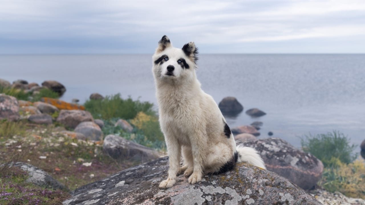 10 Russian Dog Breeds That Stand Out for Their Unique Traits 11 10 Russian Dog Breeds That Stand Out for Their Unique Traits - Yakutian Laika ss2348953721