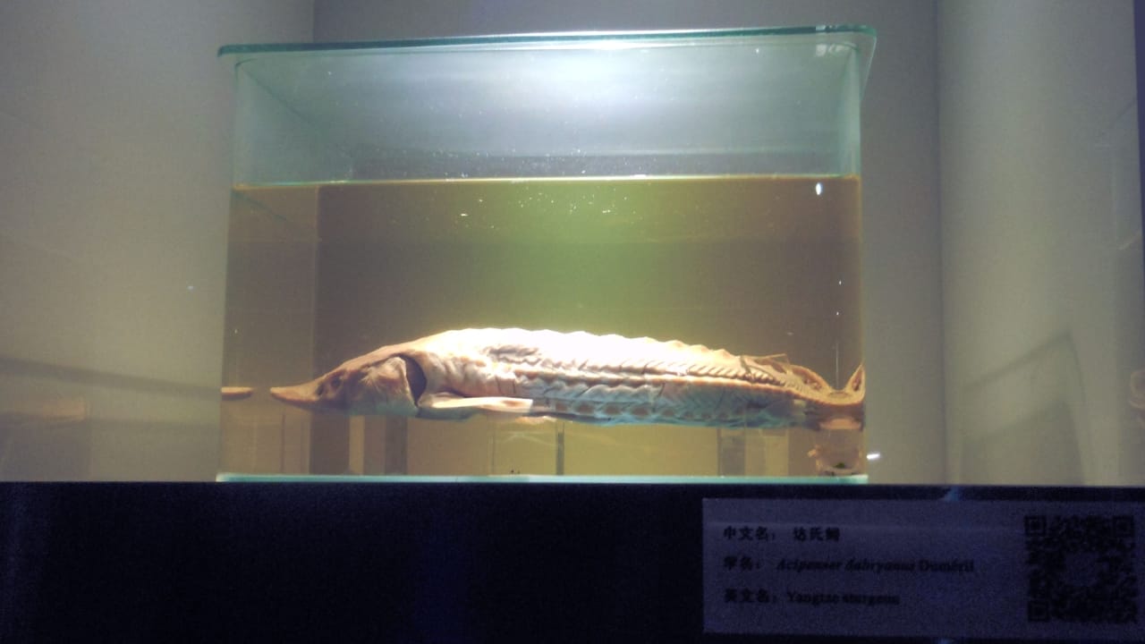 Lost Species: 8 Animals That Disappeared into Extinction in 2022 3 Lost Species: 8 Animals That Disappeared into Extinction in 2022 - Yangtze Sturgeon wc