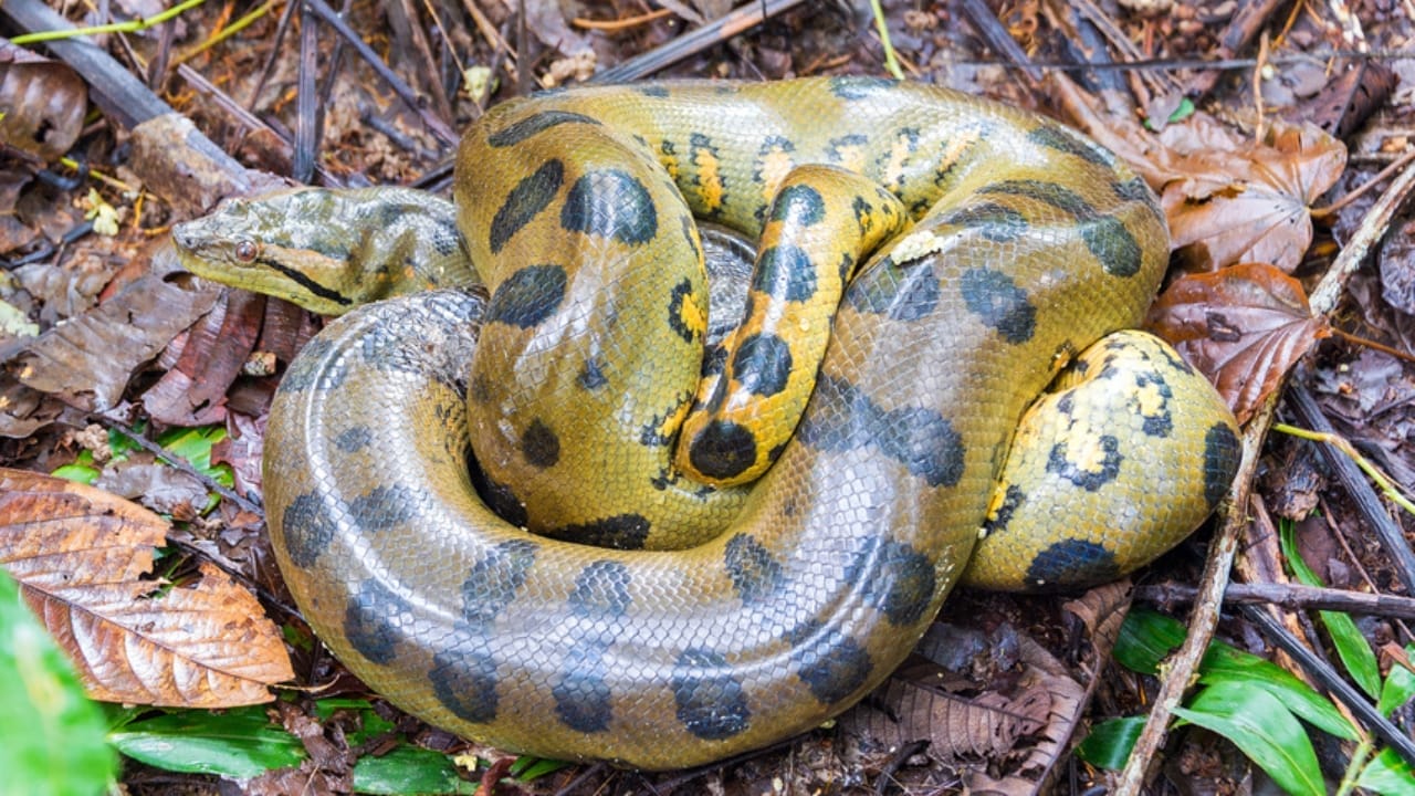 America’s Largest Snakes: 12 Giants of Epic Proportions 12 America’s Largest Snakes: 12 Giants of Epic Proportions - Yellow Anaconda dp69048649