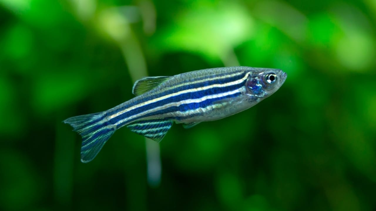 15 Coolest Aquarium Fish to Liven Up Your Tank 12 15 Coolest Aquarium Fish to Liven Up Your Tank - Zebra Danio ss2119143641