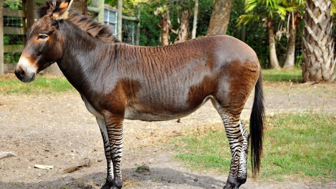 The Zorse: A Fascinating Cross Between Zebras & Horses Making Headlines 7 The Zorse: A Fascinating Cross Between Zebras & Horses Making Headlines - Zebroid dp130292644