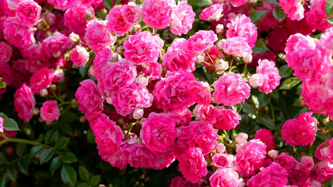 15 Enchanting Pink Rose Varieties to Elevate Your Garden 15 15 Enchanting Pink Rose Varieties to Elevate Your Garden - Zephirine Drouhin rose ss1450710749