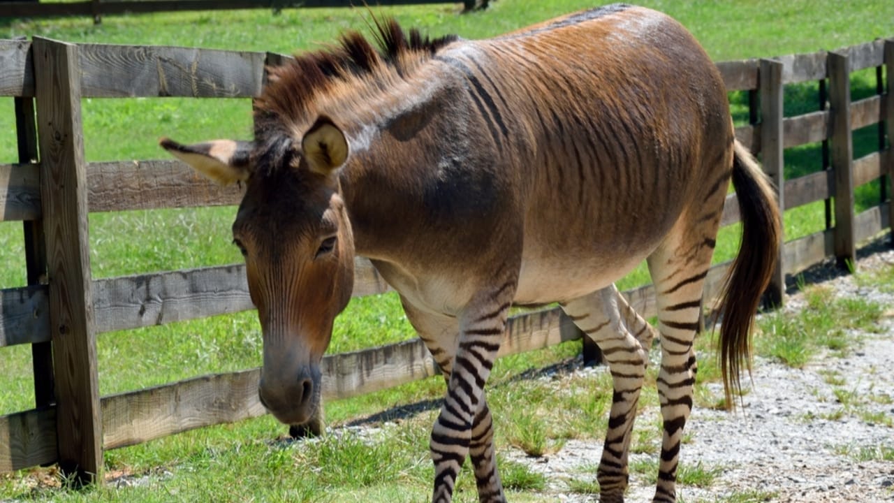 The Zorse: A Fascinating Cross Between Zebras & Horses Making Headlines 5 The Zorse: A Fascinating Cross Between Zebras & Horses Making Headlines - Zorse dp214671100