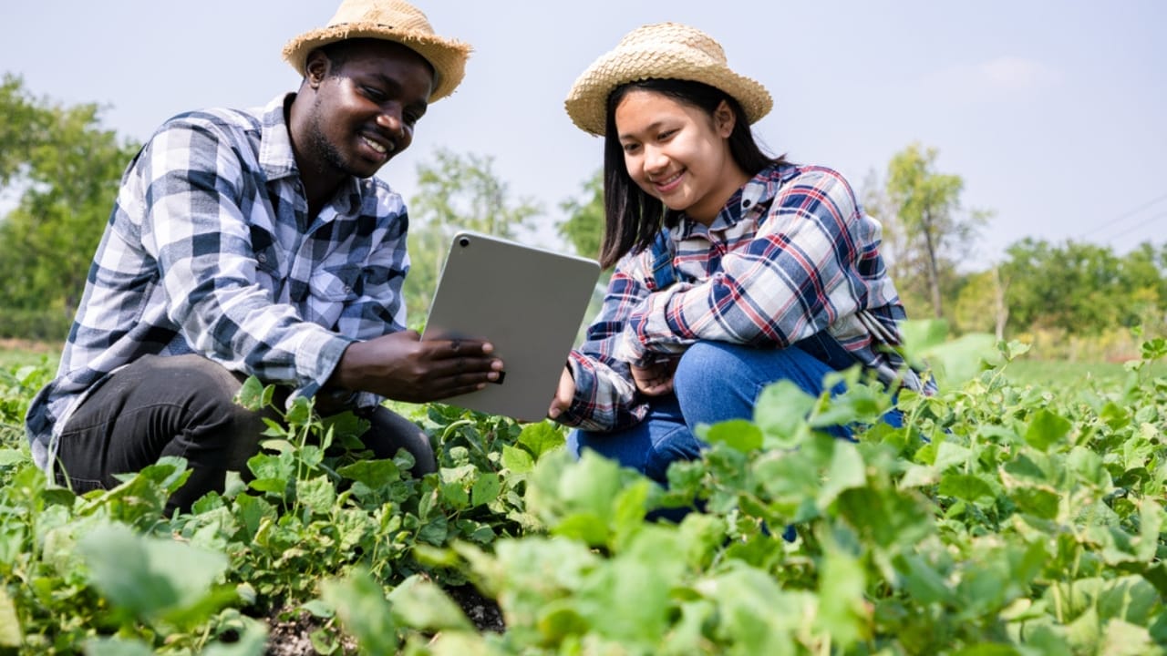 The Forgotten Superfood That Saved the Pilgrims 5 The Forgotten Superfood That Saved the Pilgrims - african american researchers checking fresh peanut in farm ss1904282359