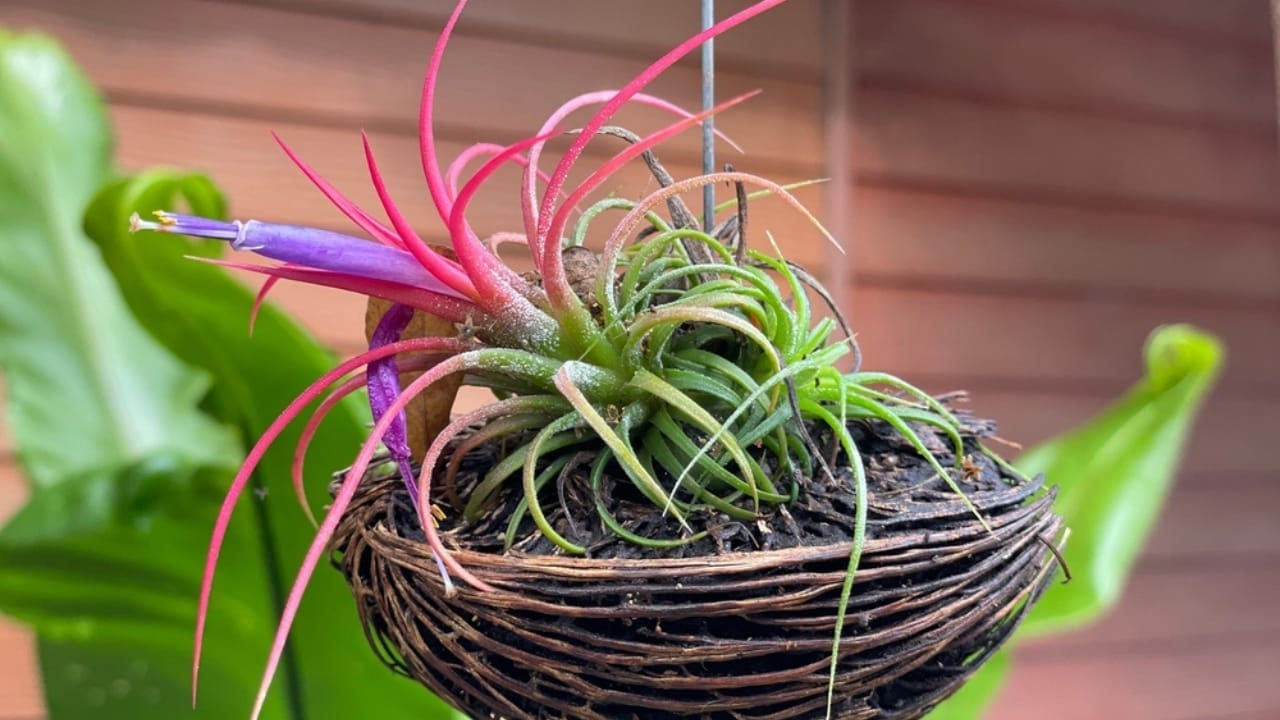 15 Houseplants That’ll Stay Cute & Manageable 10 15 Houseplants That’ll Stay Cute & Manageable - air plant Tillandsia ionantha ss2398099809