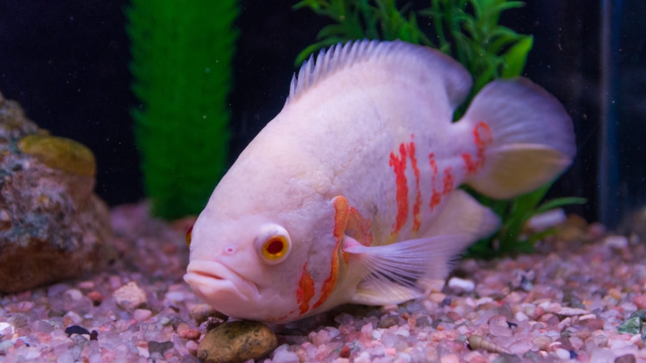 15 Oscar Fish Varieties for the Perfect Aquarium 3 15 Oscar Fish Varieties for the Perfect Aquarium - albino oscar fish ss1125998678
