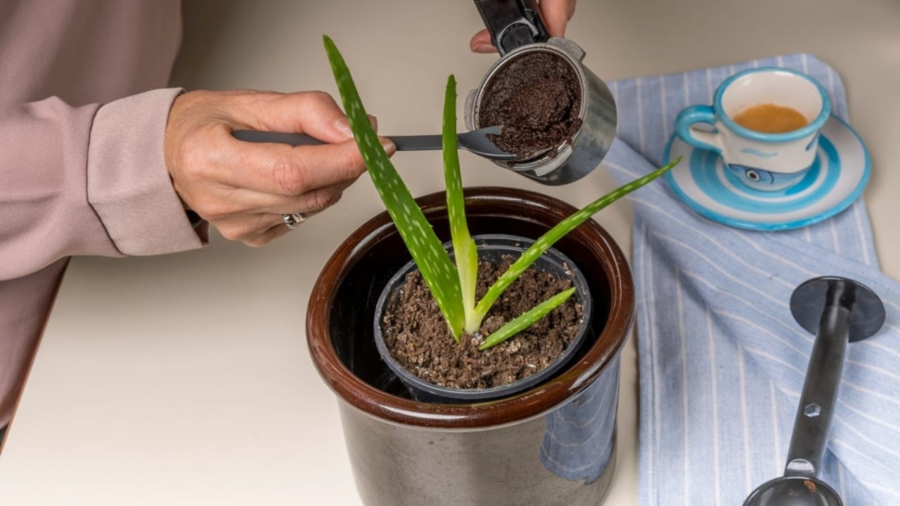 Say Goodbye to Leaf Scorch with These 10 Plant Care Tips 18 Say Goodbye to Leaf Scorch with These 10 Plant Care Tips - aloe vera fertilization ss2248564291