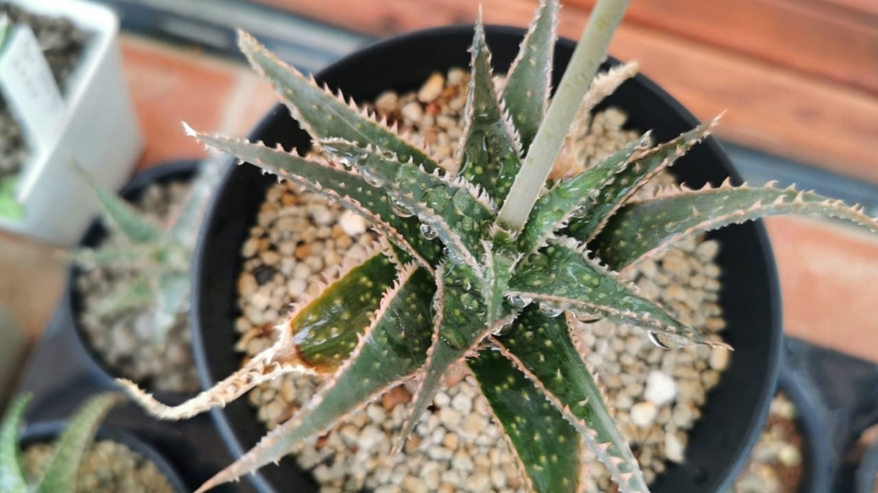 5 Simple Techniques for Growing Aloe Vera with Juicier Leaves 5 5 Simple Techniques for Growing Aloe Vera with Juicier Leaves -
