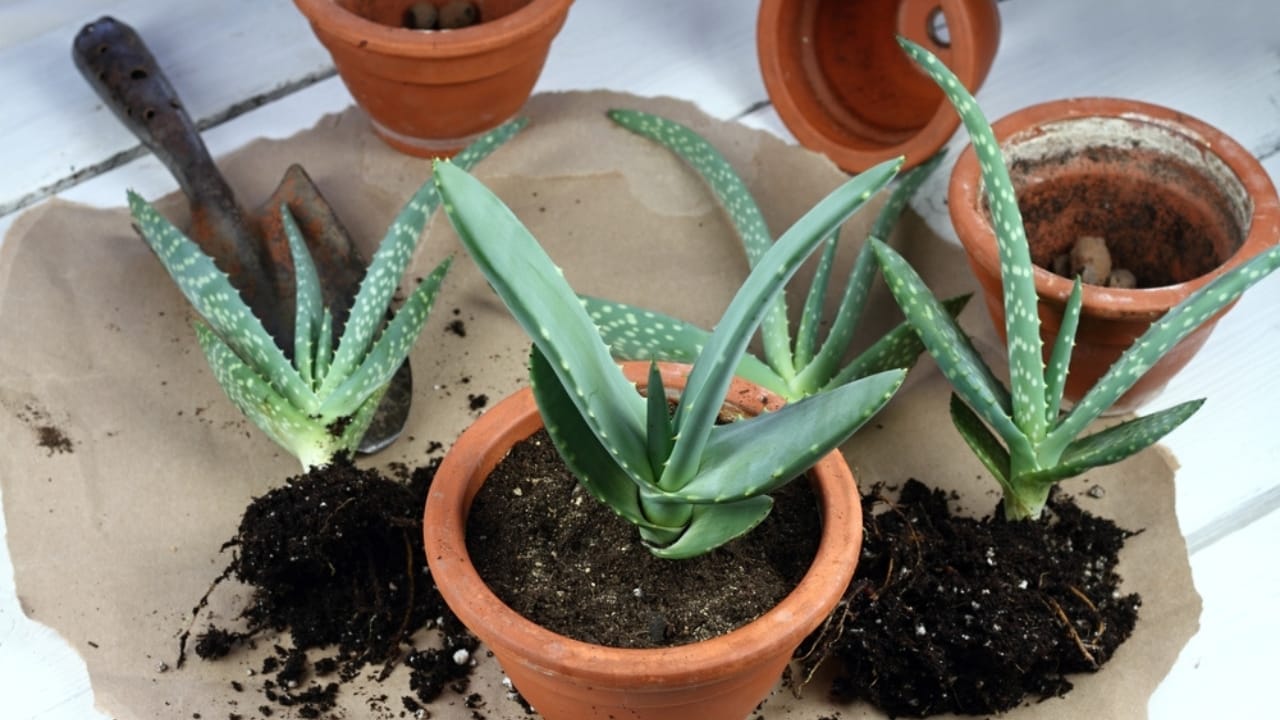 Say Goodbye to Leaf Scorch with These 10 Plant Care Tips 11 Say Goodbye to Leaf Scorch with These 10 Plant Care Tips - aloe vera repot ss2136476009