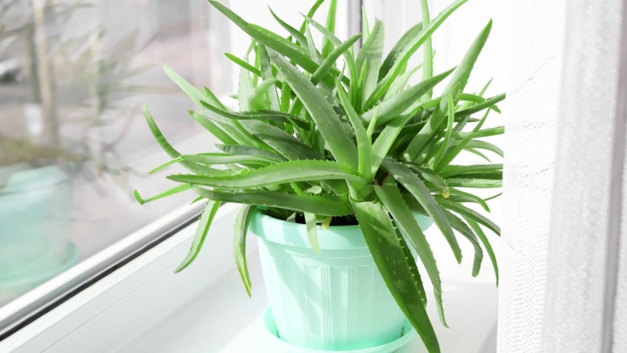 15 Succulents That Keep Weeds at Bay in Even the Driest Gardens 4 15 Succulents That Keep Weeds at Bay in Even the Driest Gardens - aloe vera ss2137855029