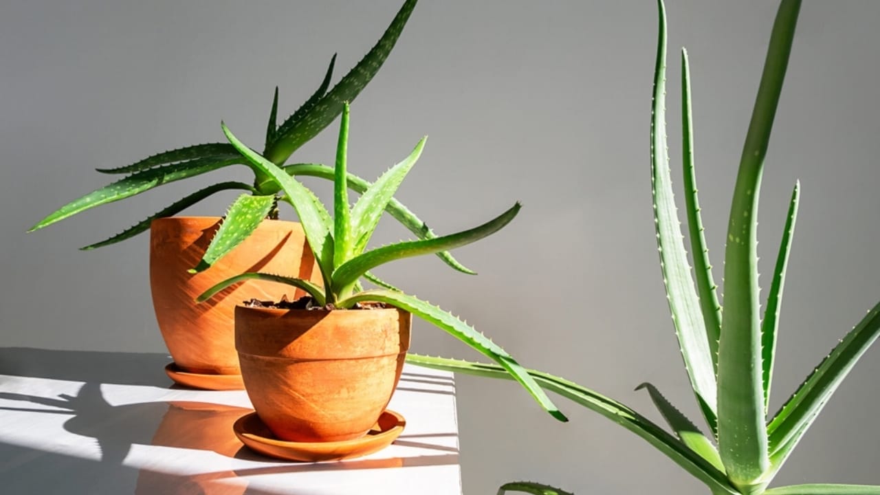 5 Simple Techniques for Growing Aloe Vera with Juicier Leaves 6 5 Simple Techniques for Growing Aloe Vera with Juicier Leaves - aloe vera sunlight ss2516509351