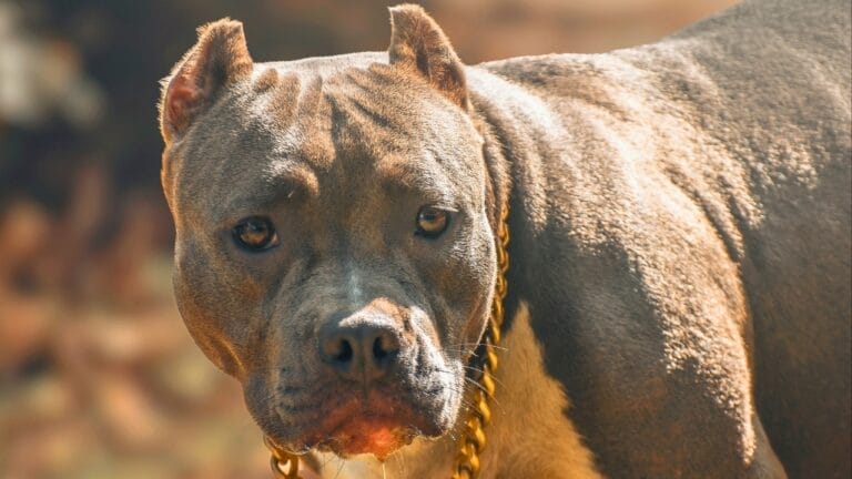 10 Eye-Catching American Bully Colors: From Classic to Rare Hues 3 10 Eye-Catching American Bully Colors: From Classic to Rare Hues - america bully dog ss2427193655