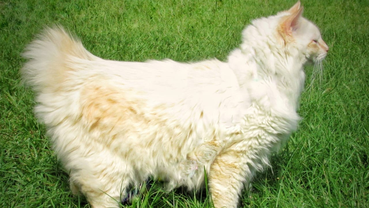 11 Adorable Cat Breeds with Bobbed & Stubby Tails - american bobtail ss1207019986