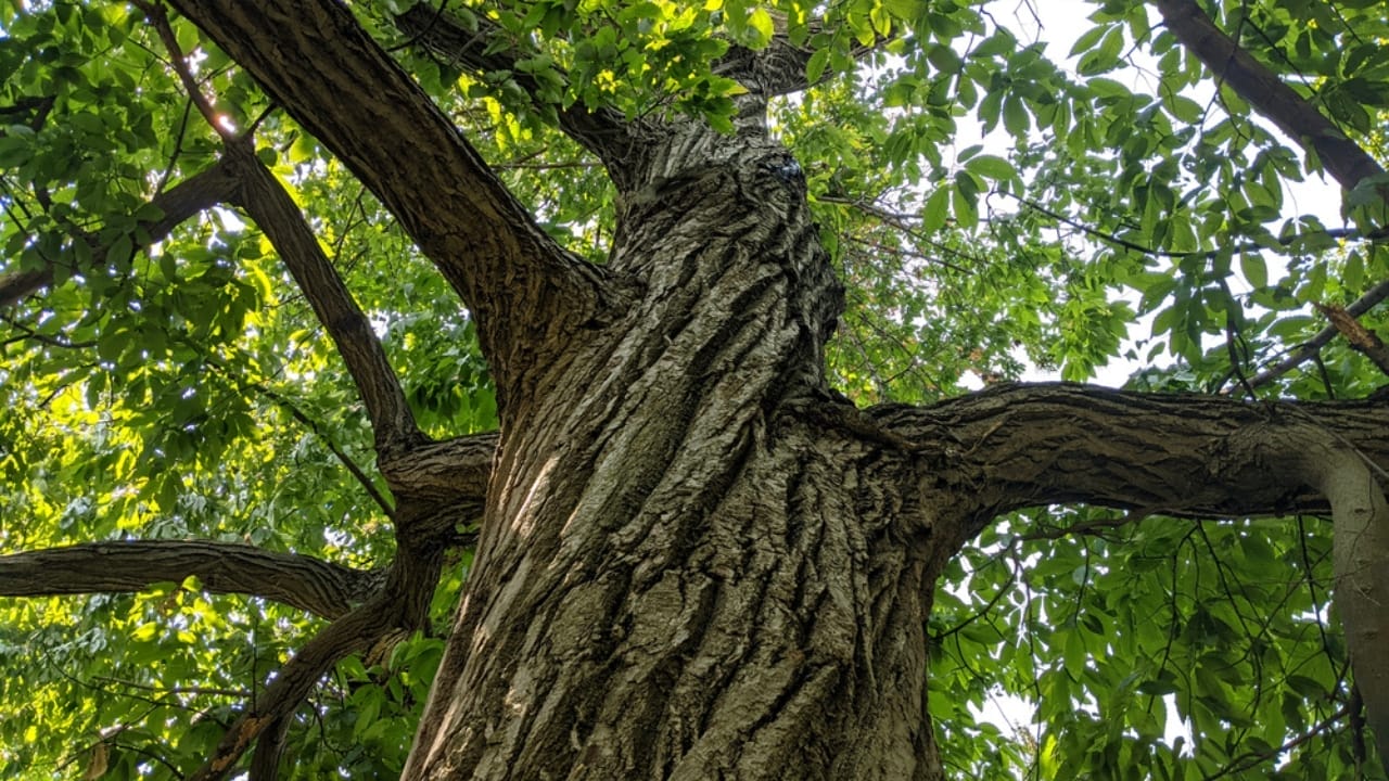 Scientists are Bringing Back the Mighty American Chestnut - american chesnut tree ss2019540080