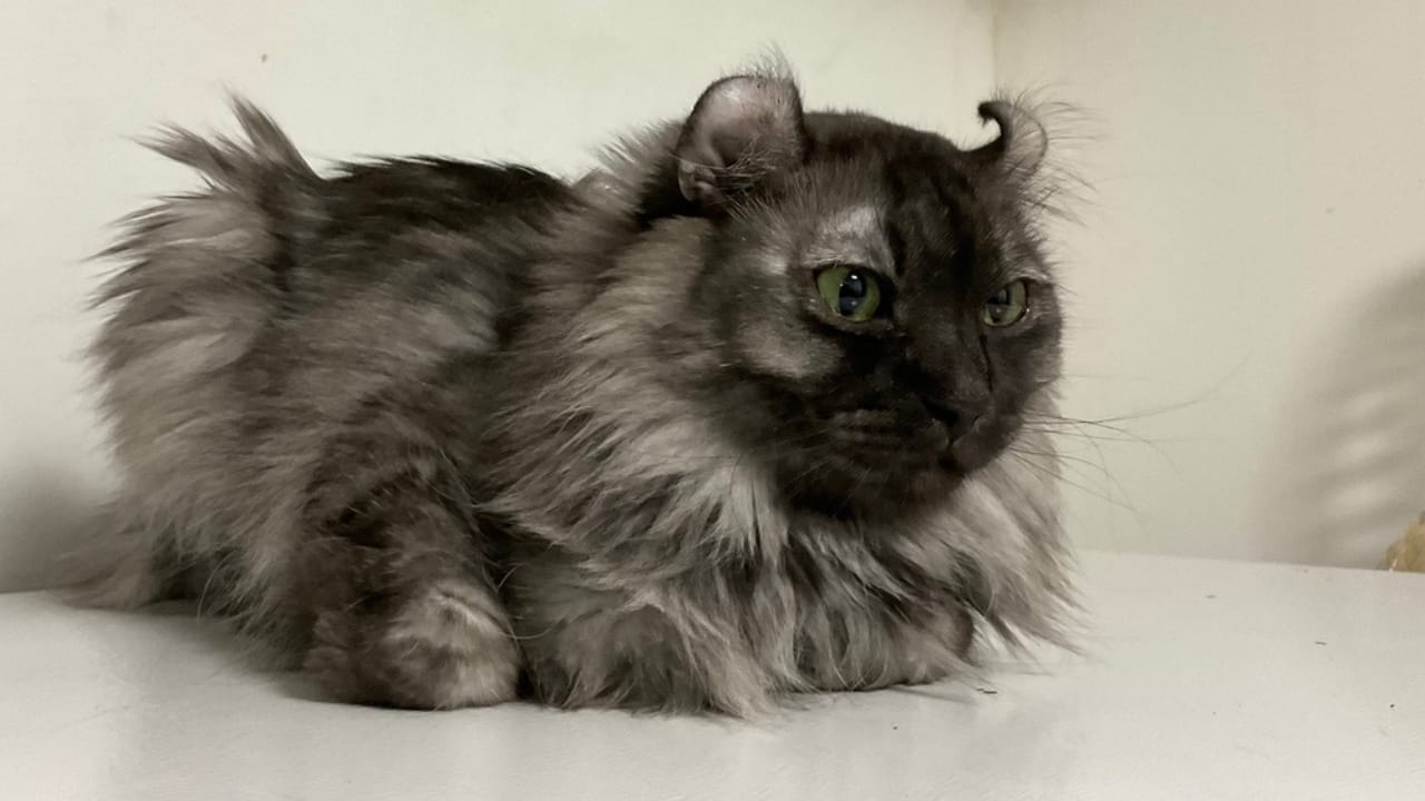 Curled Ears, Straight-Up Charm, The American Curl Might Be Your Purrfect Match 6 Curled Ears, Straight-Up Charm, The American Curl Might Be Your Purrfect Match - american curl cat black smoke ss2459622143