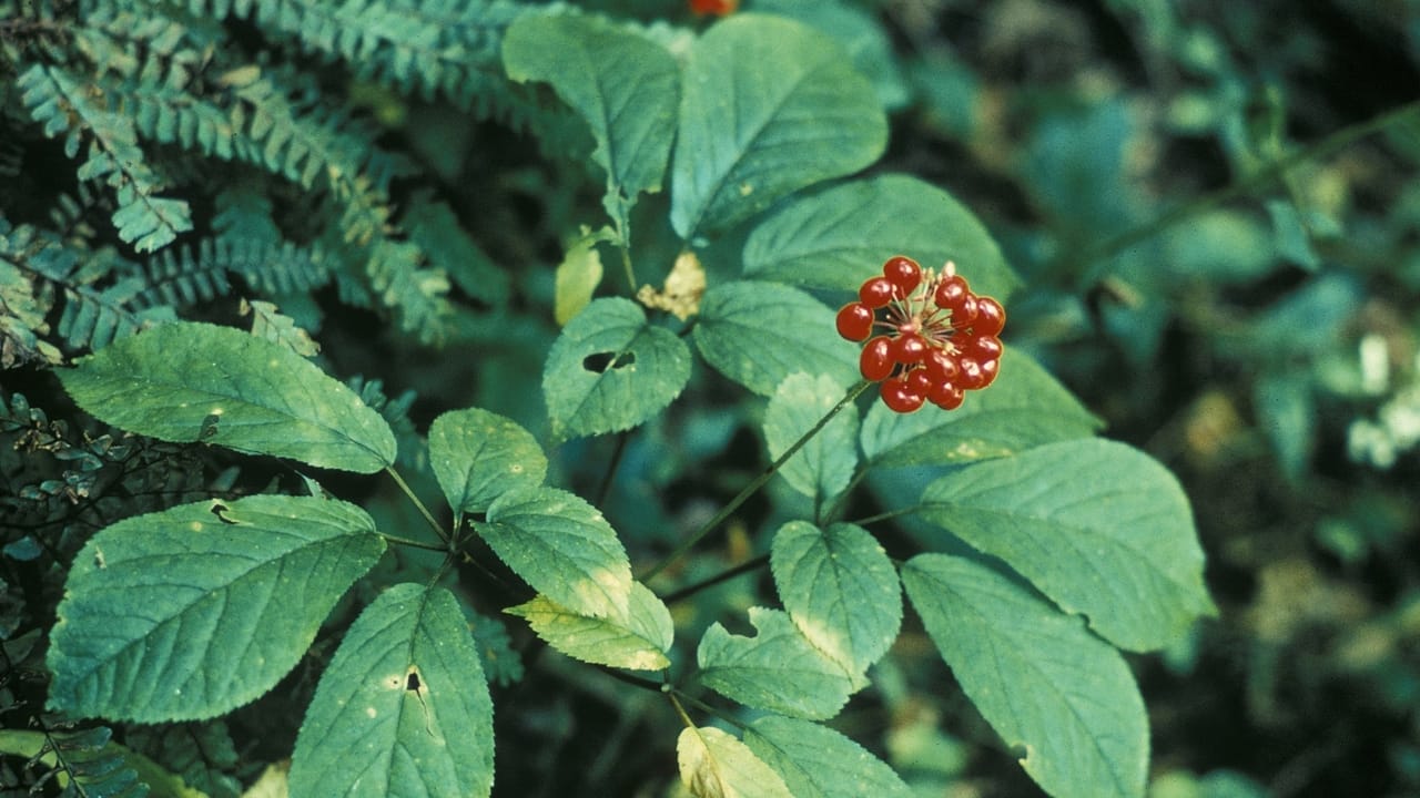 17 Native U.S. Plants That Can Be Lifesavers in a Survival Garden 15 17 Native U.S. Plants That Can Be Lifesavers in a Survival Garden - american ginseng wc