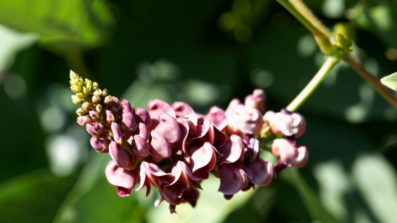 17 Native U.S. Plants That Can Be Lifesavers in a Survival Garden 4 17 Native U.S. Plants That Can Be Lifesavers in a Survival Garden - american groundnut plant dp520808114