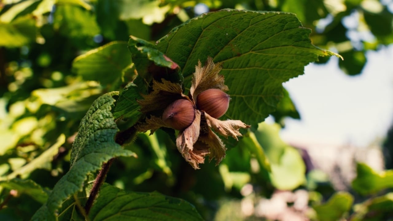 17 Native U.S. Plants That Can Be Lifesavers in a Survival Garden 11 17 Native U.S. Plants That Can Be Lifesavers in a Survival Garden - american hazelnut ss2515050197