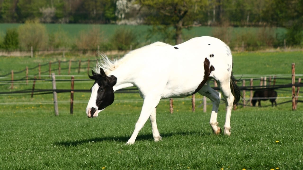 13 White Horse Breeds That Define Beauty & Strength in the Equine World - american paint horse ss2421713229