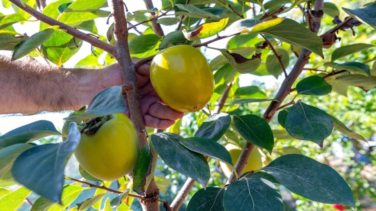 17 Native U.S. Plants That Can Be Lifesavers in a Survival Garden 9 17 Native U.S. Plants That Can Be Lifesavers in a Survival Garden - american persimonn ss2384204065
