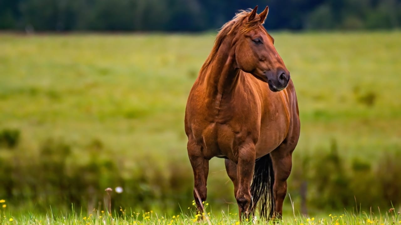 50+ Horse Terms & Slang Every Equestrian Should Know 39 50+ Horse Terms & Slang Every Equestrian Should Know - american quarter horse dp650594446