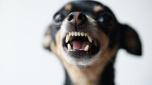 Don’t Let Their Size Fool You: 15 Small Guard Dogs 1 Don’t Let Their Size Fool You: 15 Small Guard Dogs - angry little black dog ss1658571430