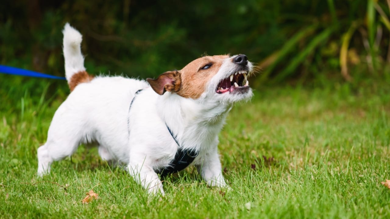 Why Some Dogs Growl When Petted & How to Handle It - angry dog barking ss1191951124