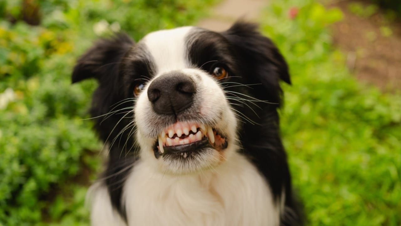 16 Red Flags That Show Your Dog Is Battling Anxiety & How to Help 6 16 Red Flags That Show Your Dog Is Battling Anxiety & How to Help - angry dog growling smiling ss2411006695