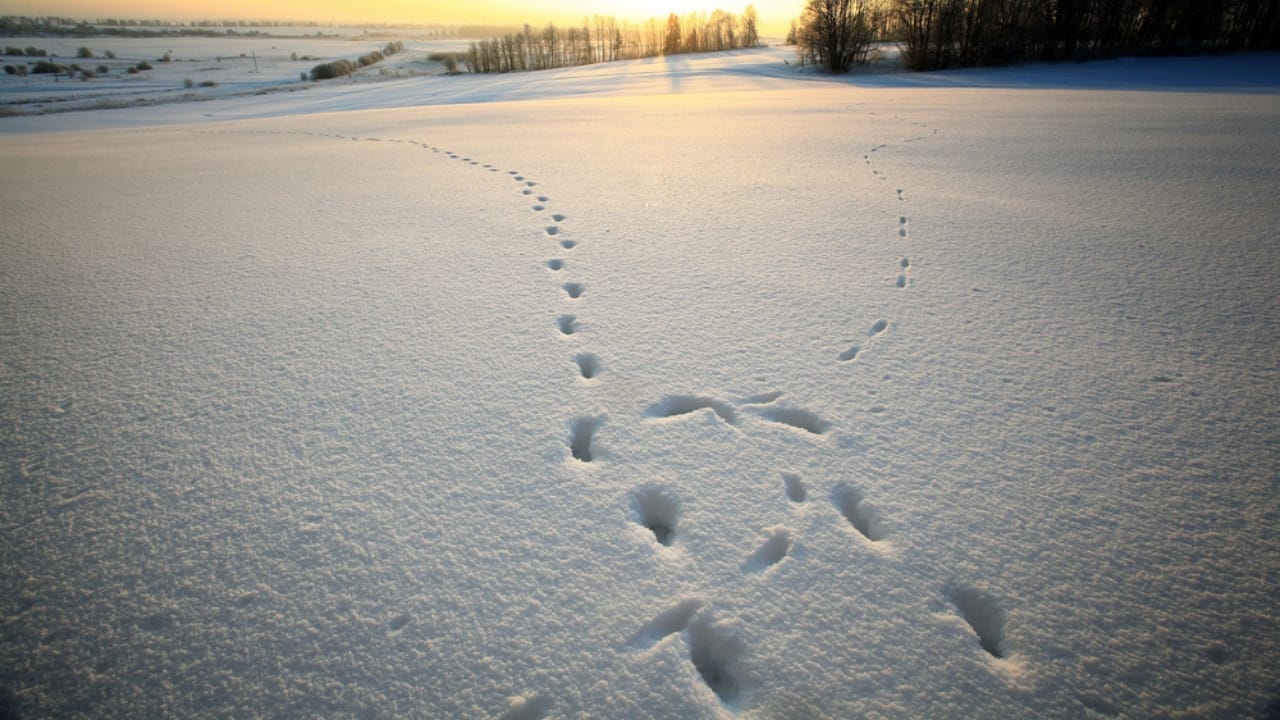 16 Unexpected Places to Find Water in an Emergency 11 16 Unexpected Places to Find Water in an Emergency - animal track dp22163313