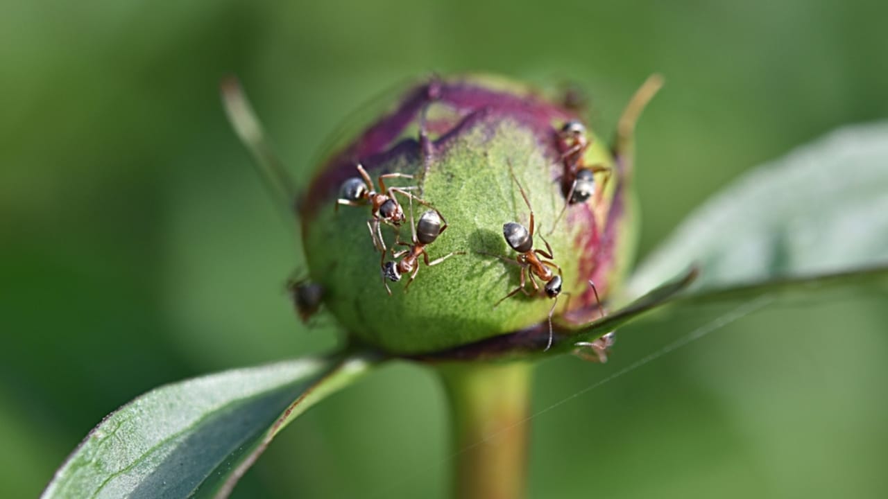 Fall Is the Perfect Time to Move Your Peonies 7 Fall Is the Perfect Time to Move Your Peonies - ants crawl on peony bud garden pests ss2170105399