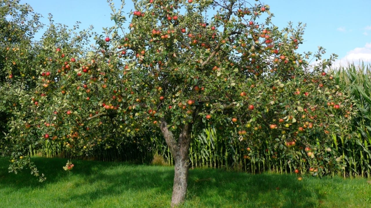 10 Plants to Skip Pruning in October— Here’s Why Timing Matters 5 10 Plants to Skip Pruning in October— Here’s Why Timing Matters - apple tree ss2400965779