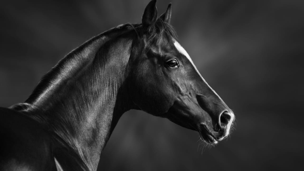 50+ Horse Terms & Slang Every Equestrian Should Know 27 50+ Horse Terms & Slang Every Equestrian Should Know - arabian horse dp14005775